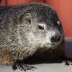 Who’s more accurate: Punxsutawney Phil or Ohio’s Buckeye Chuck?