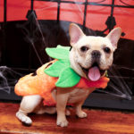 Keep Pets Safe This Halloween